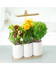 Prêt à Pousser Lilo Edition