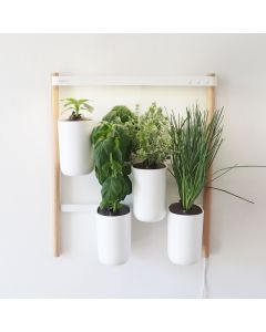 Prêt à Pousser Lilo Modulo